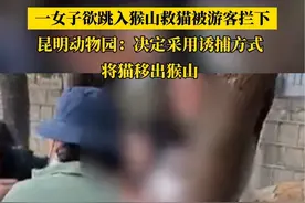 #女子欲跳入猴山救猫被游客拦下 #昆明动物园决定采用诱捕方式将猫移出猴山 #动物园