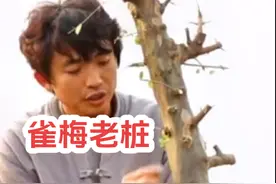 #上热门 雀梅下山桩如何修剪不会失枝#雀梅盆景 #盆景制作 #来抖音学盆景