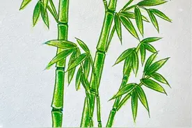 今天一步一步教你画竹子 #简易花草画法 #儿童画 #竹子 #彩铅手绘 #简笔画视频封面