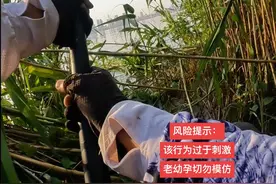 芦苇钓草鱼还可以这么玩，更刺激#草鱼钓法 #老五钓法#老六钓法#芦苇钓草鱼 #野钓草鱼