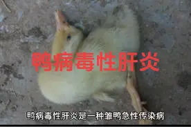 #养鸭人 #蛋鸭养殖 鸭病毒性肝炎鉴别诊断及防治#禽病防治视频封面