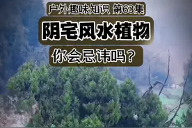 户外趣味知识 第63集 阴宅的风水植物 俗话说，阳树不入坟墓，阴树不入庭院。松柏榕之类，就是阴树，以前是很少有人种在院子里的。但现在好像不怎么讲究了#民俗文化＃风水植物＃户外生活＃农村＃传统