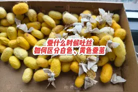 关于养蚕的Q＆A：蚕从虫子状态变成蚕茧，怎样就是该吐丝了视频封面