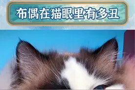 布偶明明这么可爱，怎么在猫眼里这么丑啊！ #内容过于真实 #万万没想到 #动物的迷惑行为 #猫咪 #神奇动物在抖音