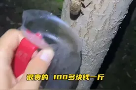 杭州热到全国第一，有人专门跑杭州抓知了，一天能捉12-15斤，净赚2000多元“杭州的知了比较好抓，不像其他地方被抓成精了”