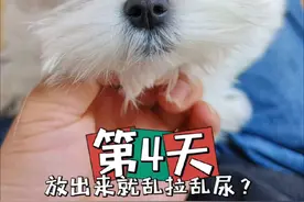 挑战15天教会两只狗狗定点大小便，今天第四天，解决一放出来就开始乱拉乱尿的问题。#马尔济斯 #比熊 #新手养狗 #狗狗定点上厕所 #训狗经验分享