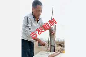 鲶鱼如何区别野生和家养！