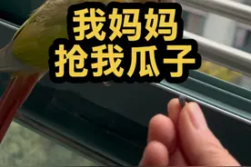 鹦鹉生气了，也会出去溜一圈 #萌宠出道计划 #萌宠日常记录 #神奇动物在抖音 #小太阳鹦鹉 #动物的迷惑行为视频封面