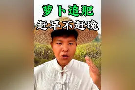 给萝卜追肥要赶早不赶晚，萝卜追肥的技巧#新农人计划2024 #分享农业知识帮农民增产增收 #种植小技巧 #萝卜种植 #萝卜追肥视频封面