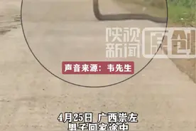 广西男子驾车回家遇眼镜王蛇直立拦路 司机：对视20多秒才走 当时很紧张视频封面
