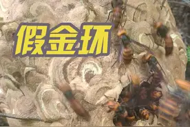 #金环虎头蜂 #蜂毒的作用与功效 #户外找蜂 #户外捅马蜂窝 #真实户外