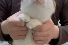 赵chicken来了#chicken鸡舞 #bananashake舞蹈挑战 #骚猫 #宁sir的猫 #吴彦祖视频封面