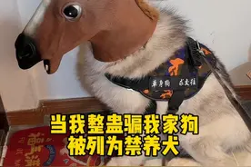 当我整蛊骗我家狗被列为禁养犬 #万物可爱计划#小狗就像我生命里的一束光#小狗是宠物更是家人#禁养犬#不养狗不知道养狗的乐趣