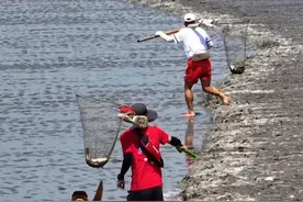 非遗项目“抢潮头鱼”，曾是钱塘江一带居民的传统习俗：抢潮头鱼的人扛着潮兜在潮前奔跑，看到有鱼，就转身一跃跳进潮中，用潮兜用力一捞，再迅速地跳出潮头。已经成为一种文化，代表着不畏艰难，顽强拼搏的精神，影响着钱塘边畔的钱塘人#危险动作请勿模仿 #抢潮头鱼 #钱塘江大潮 关注@Dong视界 带你航拍“钱江潮•潮汐树”视频封面