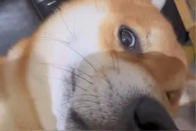 当狗子听到《樱花瓷》 谁能帮我解读一下它的内心反应#小柴 #狗狗 #萌宠