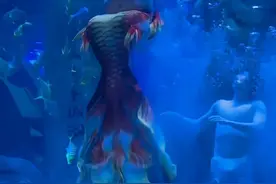 胖人鱼可笑死俺了 喜死个人……#济南融创海世界#人鱼表演视频封面