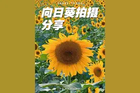 花朵拍摄技巧 三种向日葵拍摄技巧，一种比一种好看，简单易学#手机摄影 #拍花技巧 #拍摄花朵教程 #向日葵视频封面