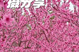 桃花拍摄教程 分享五个桃花拍摄技巧，简单易学，唯美好看，#拍花技巧 #桃花 #拍花 #桃花朵朵开 #手机摄影视频封面