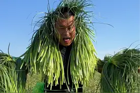 #打蒜苔#新农人计划2024#农村人的五一生活 #五一劳动节 #Ai平度@国家地标 平度农品视频封面