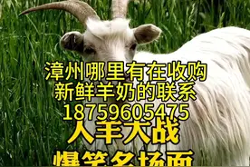 #新鲜羊奶 #长期喝羊奶的好处 #山羊奶的营养价值与功效视频封面