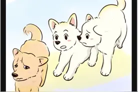 小白狗居然还能意识到小黄不走了，回头看它并去追它，真的比一些人强。🫣🫣#抖音插画大赛 #抖音美好微光集 #狗狗的心思都写在脸上了 #狗子的迷惑行为 #友谊