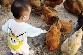 又回村抓鸡啦！！小心翼翼的摸鸡😂😂😂#熊孩子系列视频封面