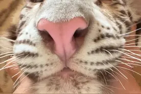 🦓：最适配的bgm出现了 #宫百万 #白虎