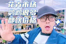 成都最大花卉市场都有啥？好多鹦鹉卖多少钱？走，逛街#创作灵感视频封面