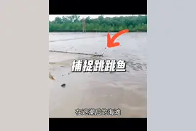 在退潮后的海滩捕捉跳跳鱼，一网就能收获几百条#户外#捕鱼#跳跳鱼#内容启发搜索#海鲜