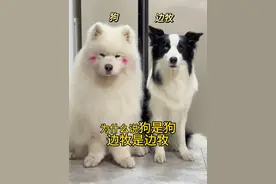 狗是狗 边牧是边牧 #萨摩耶 #边牧 #狗是狗边牧是边牧 #萨摩和边牧的区别 #边牧有多聪明