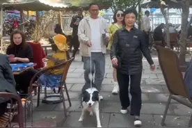 狗狗打麻将挑战路人？公园的大爷大妈VS边牧软软（上） #户外撒欢记 #万物可爱计划 #狗是人类最忠诚的朋友 #街头随拍 #边牧打麻将