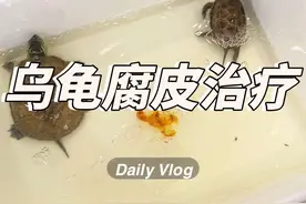 乌龟腐皮真的是让人头疼的问题，养龟三月各种疑难杂症都能应对了！#龟龟🐢 #养龟日常 #乌龟腐皮