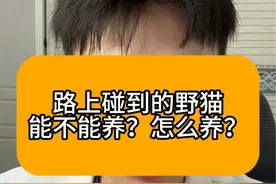 如上碰到的小野猫能不能养？怎么养？#科学养宠攻略