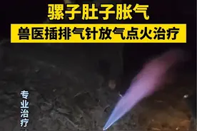 骡子肚子胀气，兽医插排气针放气点火治疗。网友：特别担心火旁边那一点肉肉会被烧熟