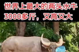 世界上最大的水牛！#斗牛爱好者 #牛气冲天 #动物  #水牛 #牛王视频封面