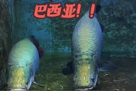 巴西亚肯定可以成为禁区的王者 #巨骨舌鱼 #神奇动物在抖音 #爱养鱼的李老板 #抖音商城 #养鱼日记视频封面