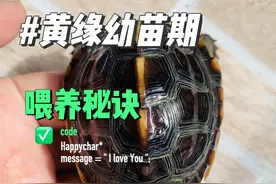 黄缘龟苗，买了不会养？我教你！高背的形成，食物，阳光