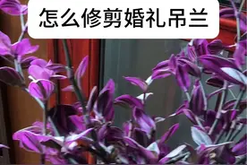 油画婚礼吊兰的修剪全过程 需要修剪的花友看过来#吊兰好美 #绿植达人优选 #适合室内养的绿植 #我的花花草草🌸🌸视频封面