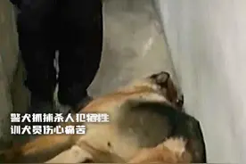 警犬抓捕歹徒牺牲，训导员痛哭流涕#工作中的警犬有多执着 #视频封面