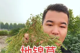 地锦草 最近很火的植物地锦草，您了解多少呢？#植物科普  #地锦草 #奶浆草 #草血竭 #草本植物视频封面