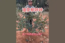 冬季植物进入休眠期，此时修剪养分水分流失少，伤口愈合快。合理修剪不仅可以刺激植物加快生长，简直是好处多多哦。#花卉绿植 #果树种植 #修剪 #油茶树修剪视频封面