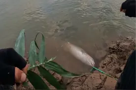 老五芦苇闷杆反底钓详细挂钩#野钓草鱼#老五钓法#芦苇钓草鱼#老六钓法#闷杆反底钓草鱼