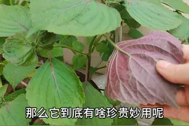 紫苏比黄金还值钱，在生活中有4大妙用，可惜很少有人知道，收藏视频封面