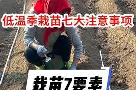 冬春低温季西红柿栽苗的7个注意要点#三农 #寿光蔬菜 #西红柿 #蔬菜种植 #西红柿种植视频封面