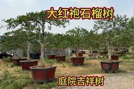 家里有院子的，大红袍石榴一定要种一棵，红红火火好运常“榴”啊