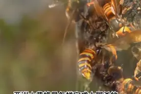 最可怕的入侵物种？亚洲蜜蜂大战大黄蜂，它有何绝招制服大黄蜂？#蜜蜂