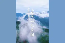 【步入云端摘蓝莓】这种体验你试过吗？绵阳2H实现蓝莓自由+拍照打卡自驾游！ 北川高山蓝莓熟透啦！又一采摘、旅拍、遛娃打卡地——“云朵上的果园等你来！ ”#countrydrive去度假 #治愈系风景 #北川 #旅行推荐官 #绵阳周边游