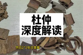 杜仲 深度解读 教你一些你能用到的知识 #健康乘风计划#中药#杜仲