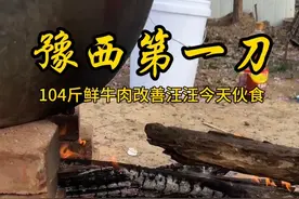 #护农狩猎队 #合法护农队 #实战猎犬 #豫西第一刀 104斤鲜牛肉改善汪汪🐕伙食，感谢一号麻麻视频封面