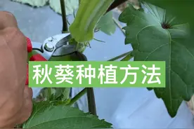 从种子到成熟，秋葵种植全过程 历时半年，从种子到种子#新农人计划2024 #秋葵